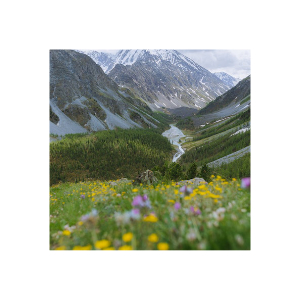 Alpenkräuter